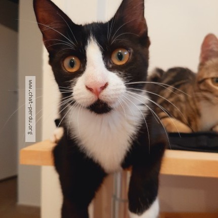 Photo 1/1 Chat retrouvé Perdu à Sauzet