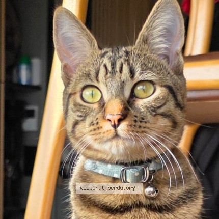 Photo 1/1 Timoon Chat perdu à Maurepas