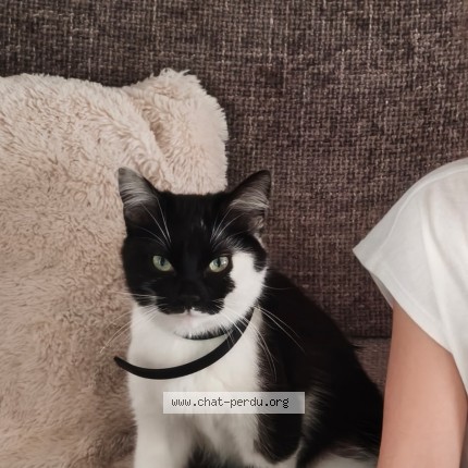 Photo 1/1 popye Chat perdu à Dainville