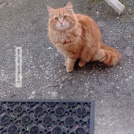 Photo de chat trouvé à Domene