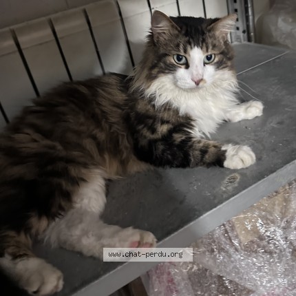 Photo de chat perdu à Le Blanc Mesnil