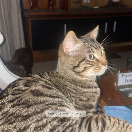 Photo 1/1 weed Chat perdu à Castres