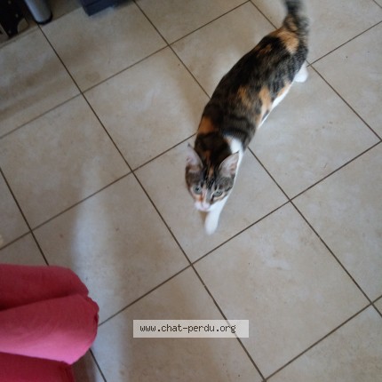 Photo 1/1 iris Chat perdu à France 17170 la ronde