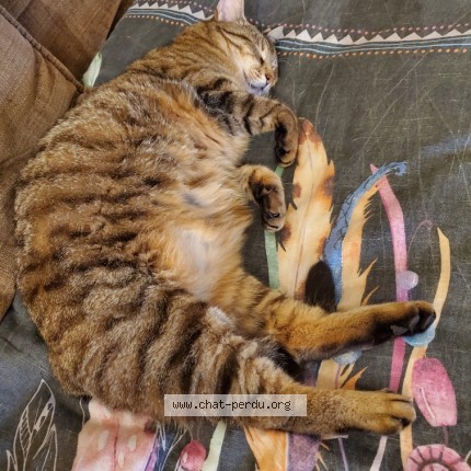 Photo de chat perdu à Quimper