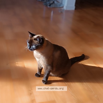 Photo de chat perdu à St Ave