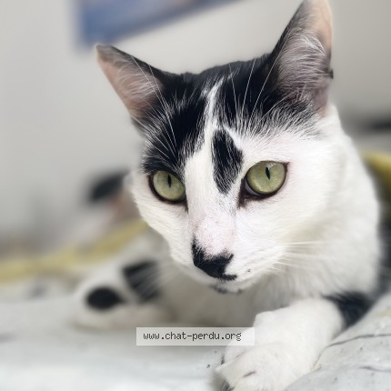 Photo 1/1 Naaman Chat perdu à Orthez