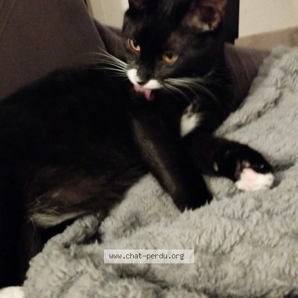 Photo 1/1 Astro Chat perdu à Boisseron