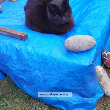 Photo 1/1 pounette Chat perdu à Fontaine la mallet