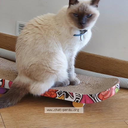 Photo de chat perdu à Seilh 31840