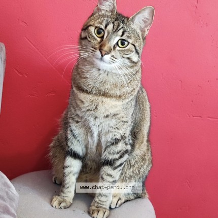 Photo 1/1 Shiva Chat perdu à Chateauroux