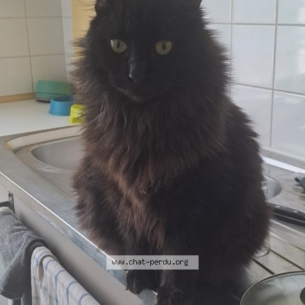 Photo 1/1 salem Chat perdu à Libourne