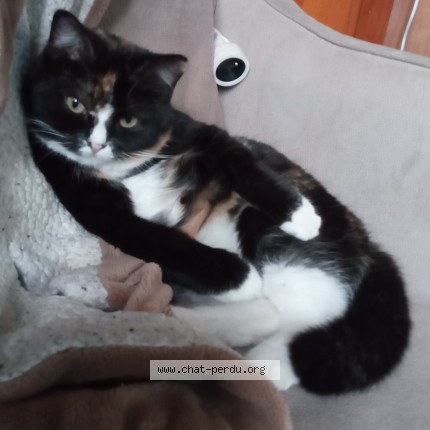 Photo 1/1 Chat retrouvé Perdu à Toul