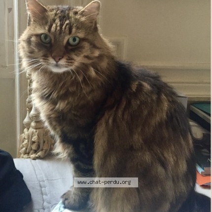 Photo 1/1 Emile Chat perdu à Villebougis