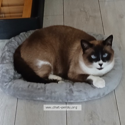 Photo 1/1 Tanouki Chat perdu à Beuzeville
