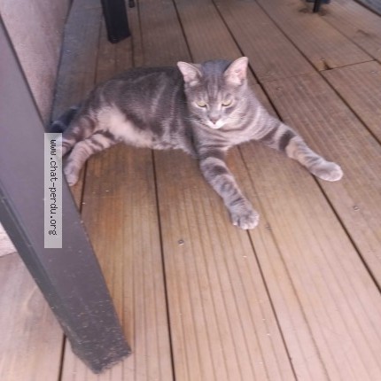 Photo 1/1 mimi Chat perdu à Toulon