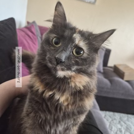 Photo de chat perdu à Beuvrages