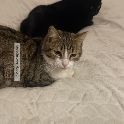 Photo 1/1 Ayo Chat perdu à Evron