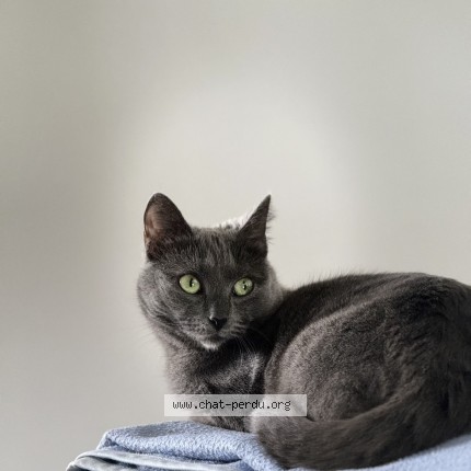 Photo 1/1 prune repond au nom de fifi Chat perdu à Troguery