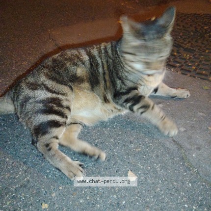 Photo 1/1 Chat trouvé Trouvé à Montreuil