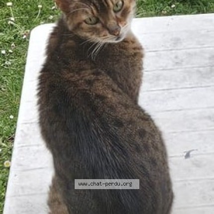Photo 1/1 Farah Chat perdu à Joue les tours