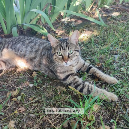 Photo 1/1 Toulouse Chat perdu à Hermeray