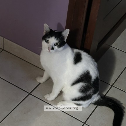 Photo de chat perdu à Feurs