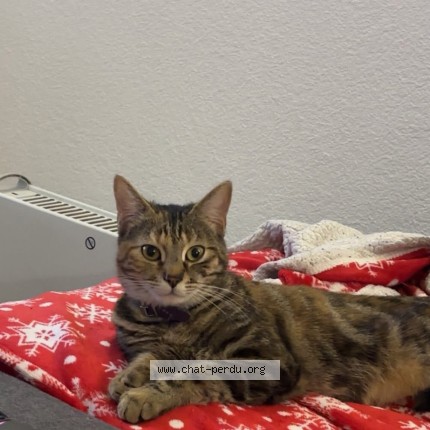 Photo 1/1 Stella Chat perdu à Guebwiller