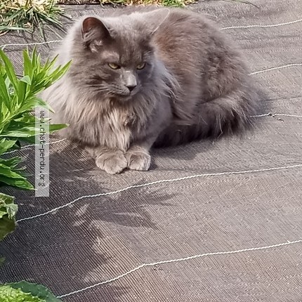 Photo de chat perdu à Pont Hebert