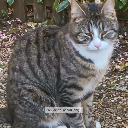 Photo 1/1 NALA Chat perdu à St michel le cloucq