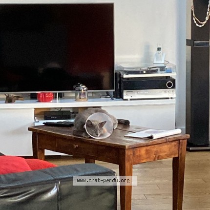 Photo 1/1 Chat retrouvé Perdu à Caluire et cuire