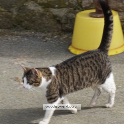 Photo de chat perdu à Silfiac