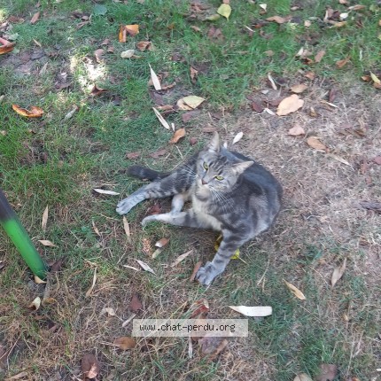 Photo 1/1 OCTAVIA Chat perdu à Vaudoy en brie