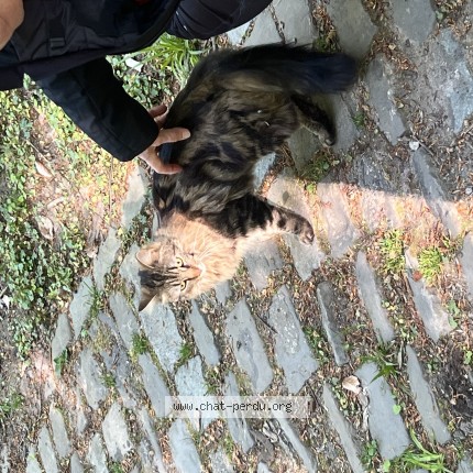 Photo 1/1 Chat trouvé Trouvé à Uccle