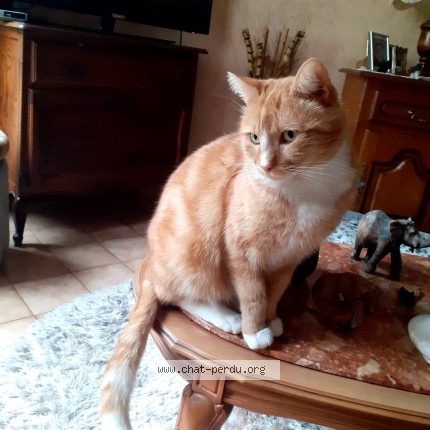 Photo de chat perdu à Romainville