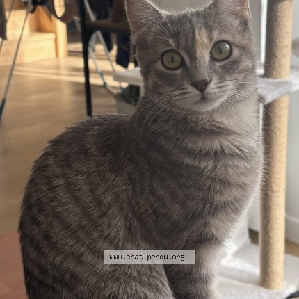 Photo 1/1 ARISSA Chat perdu à Cholet