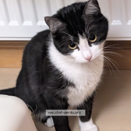 Photo de chat perdu à Sevraz Viuz En Sallaz