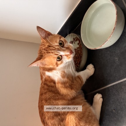 Photo de chat trouvé à Romille