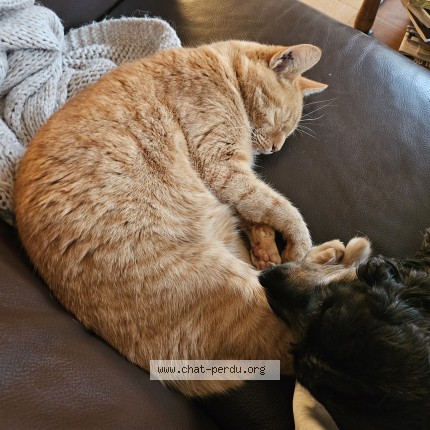 Photo de chat perdu à Sainte Genevieve Des Bois