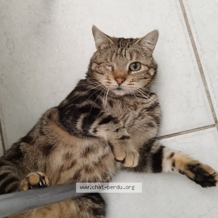 Photo 1/1 Marcel Chat perdu à Lille