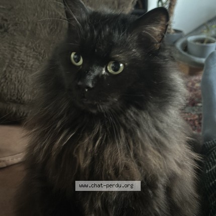 Photo de chat perdu à Rennes