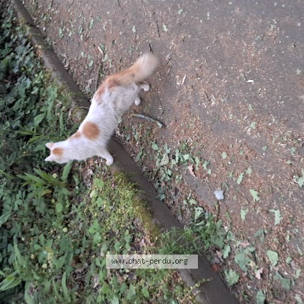 Photo de chat trouvé à Angers
