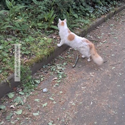 Photo 1/1 Chat trouvé Trouvé à Angers