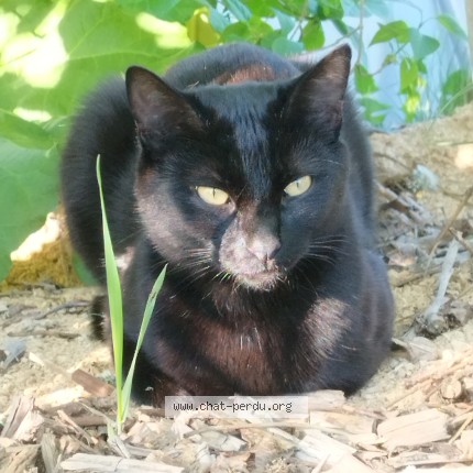 Photo 1/1 Merlin Chat perdu à Fauvillers