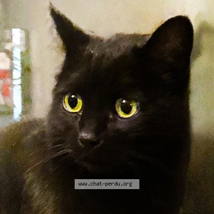 Photo de chat perdu à Paris