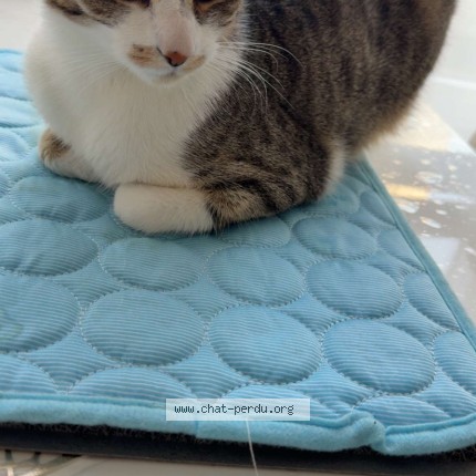 Photo de chat perdu à Vitry Sur Seine