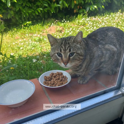 Photo de chat trouvé à Beauzelle