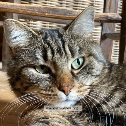 Photo de chat perdu à La Falaise