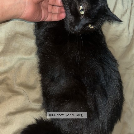 Photo de chat perdu à St Denis De L Hotel