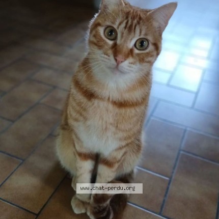 Photo de chat perdu à Bergerac