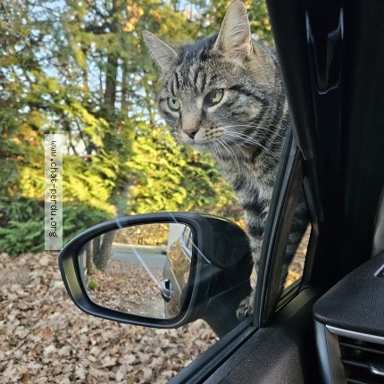 Photo de chat perdu à Vernosc Les Annonay